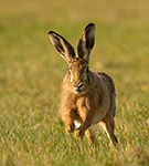 pix/species/hare/large/1.jpg
