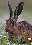 pix/species/hare/large/11.jpg