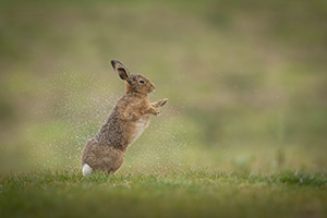 pix/species/hare/large/14.jpg