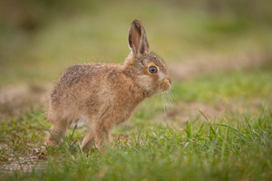 pix/species/hare/large/15.jpg