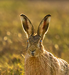 pix/species/hare/large/4.jpg