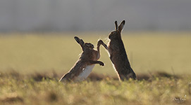 pix/species/hare/large/5.jpg