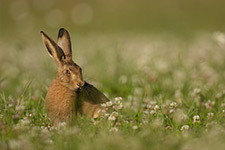 pix/species/hare/large/8.jpg