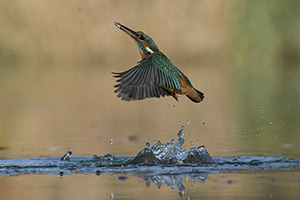 pix/species/kingfisher/large/1.jpg