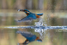 pix/species/kingfisher/large/11.jpg