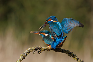 pix/species/kingfisher/large/12.jpg