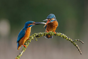 pix/species/kingfisher/large/13.jpg