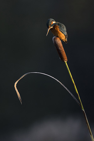 pix/species/kingfisher/large/2.jpg