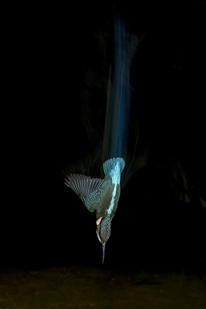 pix/species/kingfisher/large/3.jpg