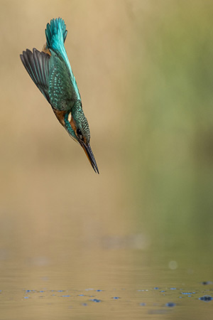 pix/species/kingfisher/large/4.jpg