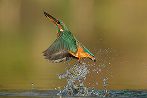 pix/species/kingfisher/large/5.jpg
