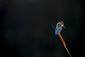 pix/species/kingfisher/large/6.jpg