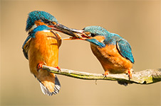 pix/species/kingfisher/large/7.jpg