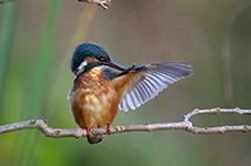 pix/species/kingfisher/large/8.jpg
