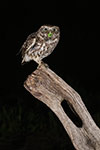 pix/species/little-owl/large/1.jpg