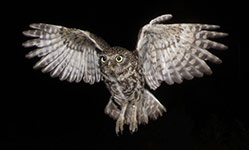pix/species/little-owl/large/2.jpg