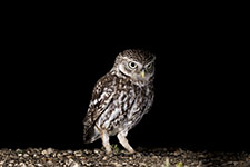 pix/species/little-owl/large/3.jpg