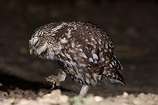 pix/species/little-owl/large/5.jpg