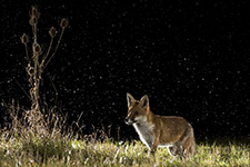 pix/species/red-fox/exterior/1.jpg