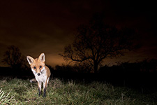 pix/species/red-fox/exterior/2.jpg
