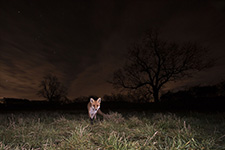 pix/species/red-fox/exterior/3.jpg