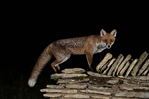 pix/species/red-fox/exterior/4.jpg