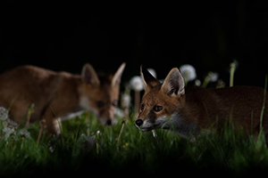 pix/species/red-fox/exterior/5.jpg