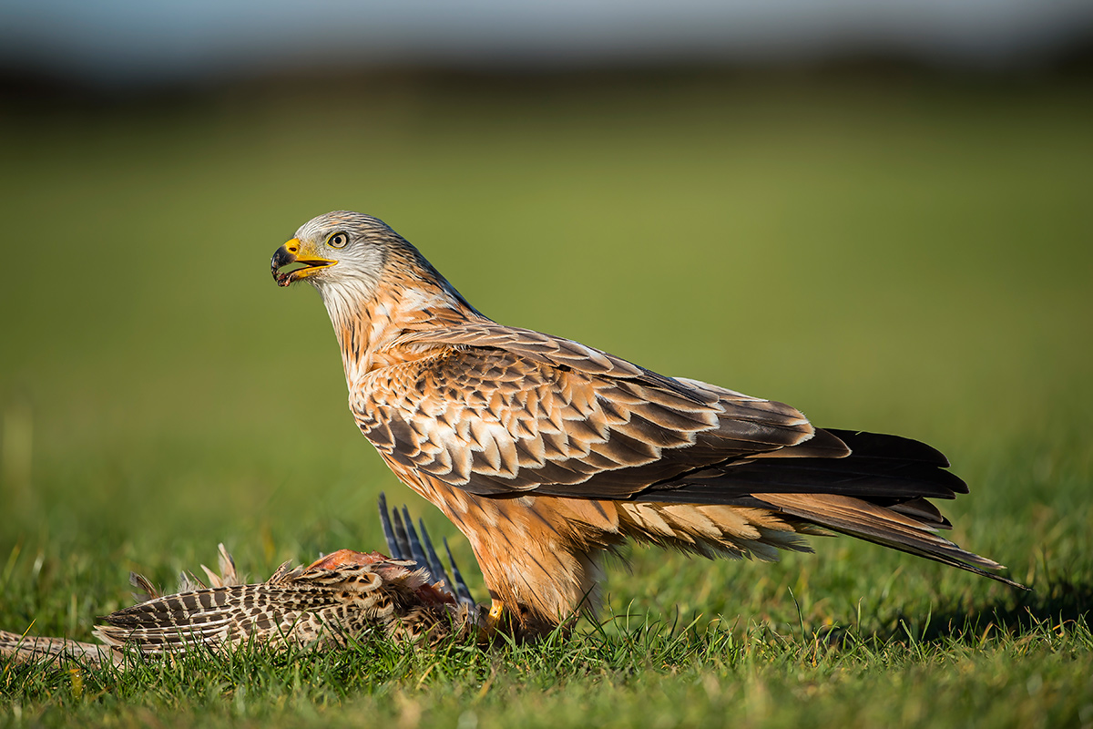 Red Kite Wildlife Photography Hides