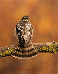 pix/species/sparrowhawk/large/8.jpg