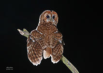 pix/species/tawny-owl/large/1.jpg