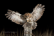 pix/species/tawny-owl/large/4.jpg