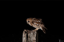 pix/species/tawny-owl/large/8.jpg