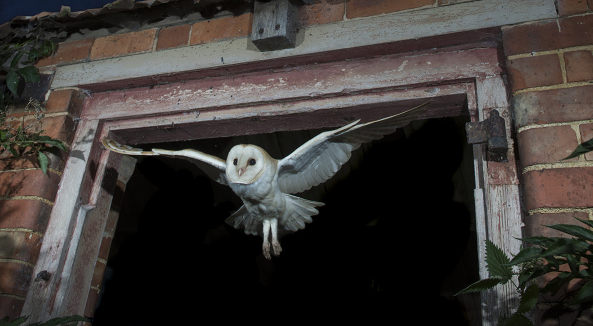 Wildlife Photography Hides Hide photography Bourne Lincolnshire camera trap remote release wide angle barn old hunting dusk stars nest schedule one 1 barn owl male female tom robinson