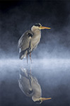 pix/hides/pond-new/large/1.jpg