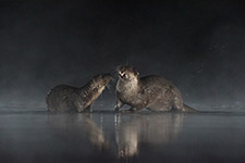 pix/hides/pond-new/large/4.jpg