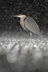 pix/hides/pond-new/large/5.jpg