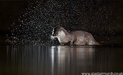 pix/hides/pond-new/large/6.jpg