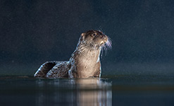 pix/hides/pond-new/large/7.jpg