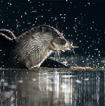 pix/hides/pond-new/large/8.jpg