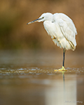 pix/hides/pond/exterior/large/1.jpg