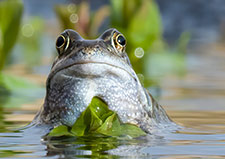 pix/hides/pond/exterior/large/14.jpg