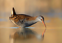 pix/hides/pond/exterior/large/15.jpg