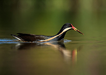 pix/hides/pond/exterior/large/2.jpg