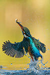 pix/hides/pond/exterior/large/3.jpg