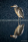 pix/hides/pond/exterior/large/5.jpg