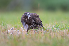 pix/hides/pond/exterior/large/7.jpg