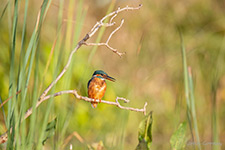 pix/hides/pond/exterior/large/9.jpg