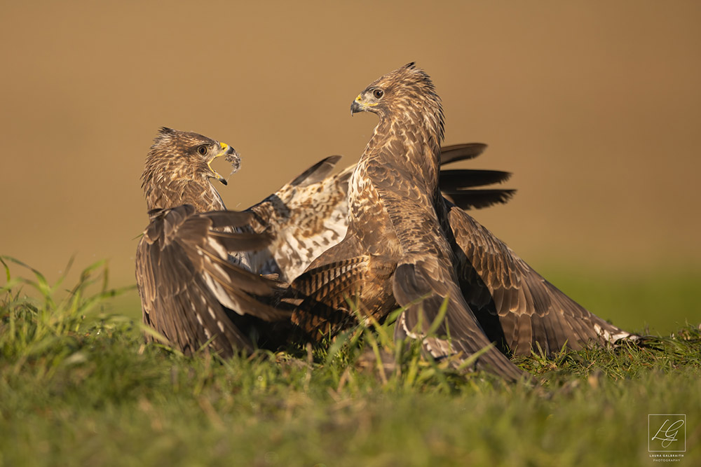 Return to the gallery