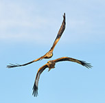 pix/hides/raptor/exterior/large/1.jpg