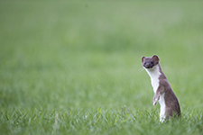 pix/hides/wired/exterior/large/1.jpg?ver=1